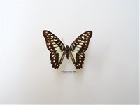 藏品(木蘭青鳳蝶)的圖片